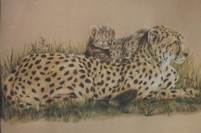 cheetah